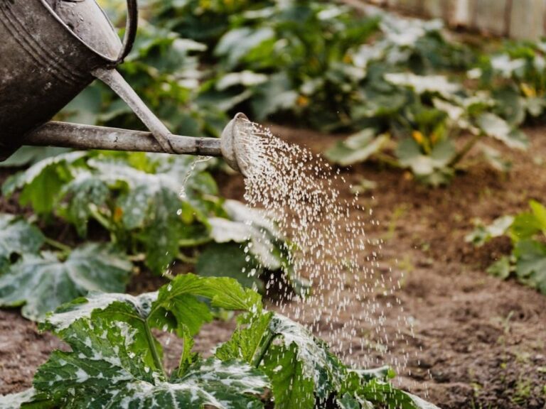 Gartenkonzepte – Ein kurzer Überblick