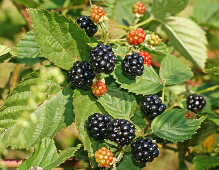 HOWTARK Brombeeren anbauen