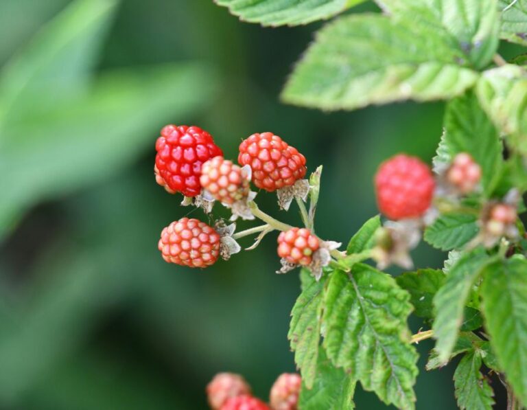 HOWTARK Himbeeren anbauen