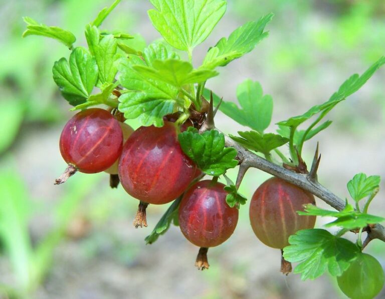 HOWTARK Stachelbeeren anbauen