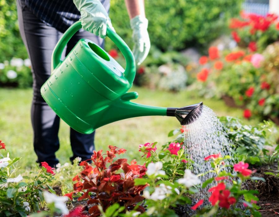 HOWTARK Gartenarbeiten im August Pflanzen gießen Selbstversorger