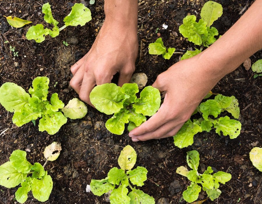 HOWTARK Gartenarbeiten im August Salat aussäen Selbstversorgergarten