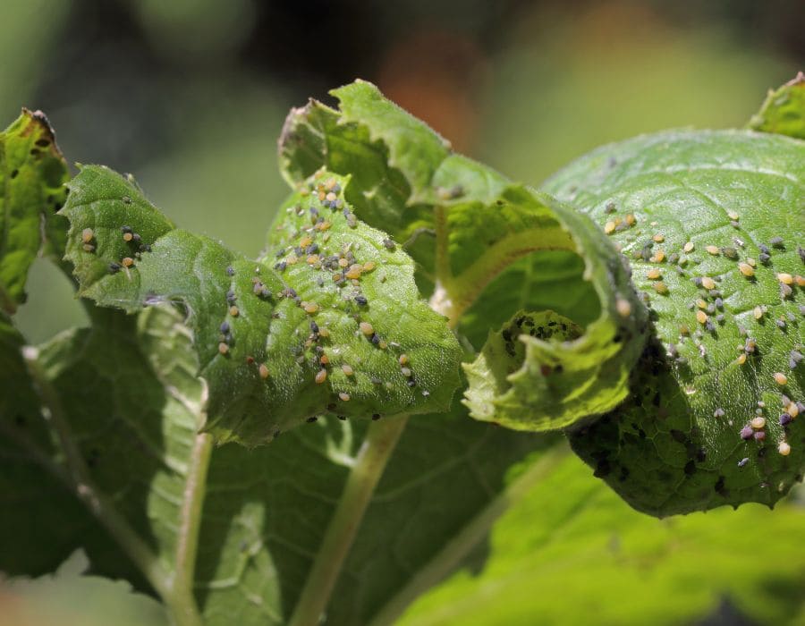 HOWTARK Gartenarbeiten im August Schädlingsbekämpfung Selbstversorger