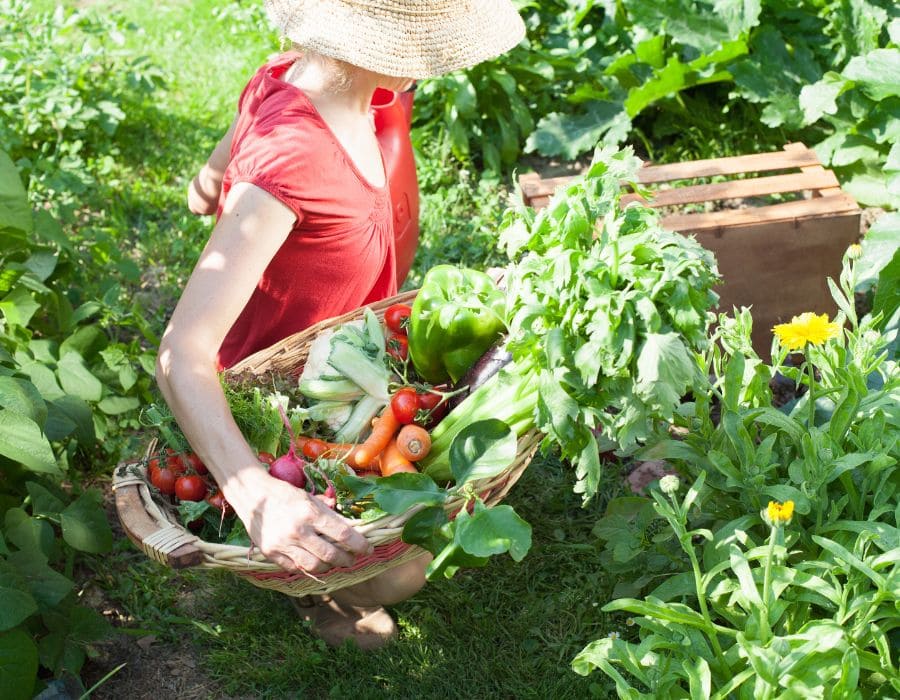 HOWTARK Gartenarbeiten im August Selbstversorger