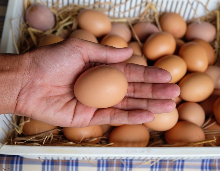 HOWTARK Eier haltbar machen mit Löschkalklösung
