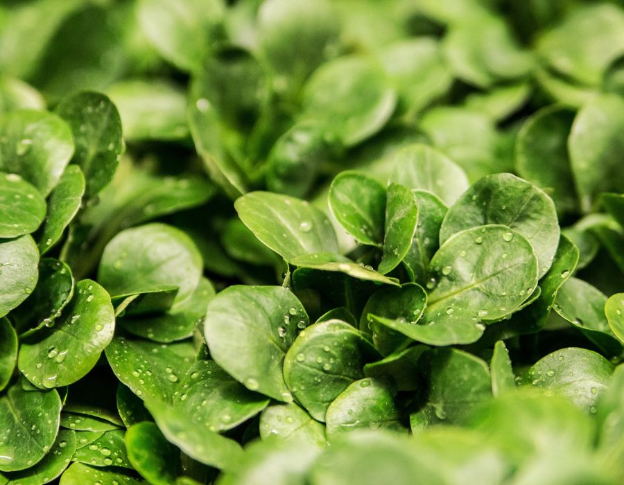 HOWTARK Feldsalat