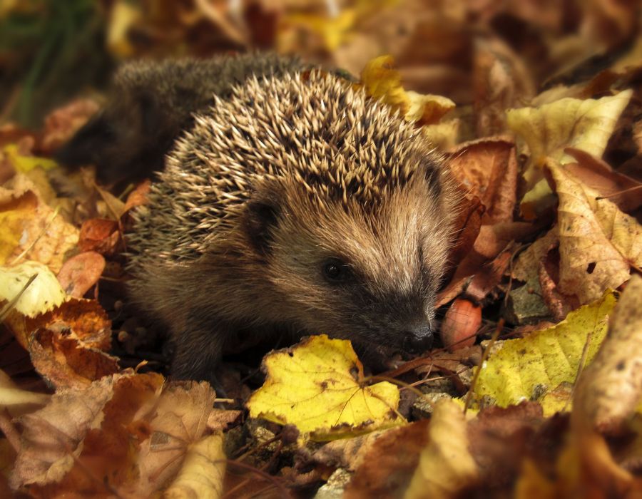 HOWTARK Igel im Laubhaufen