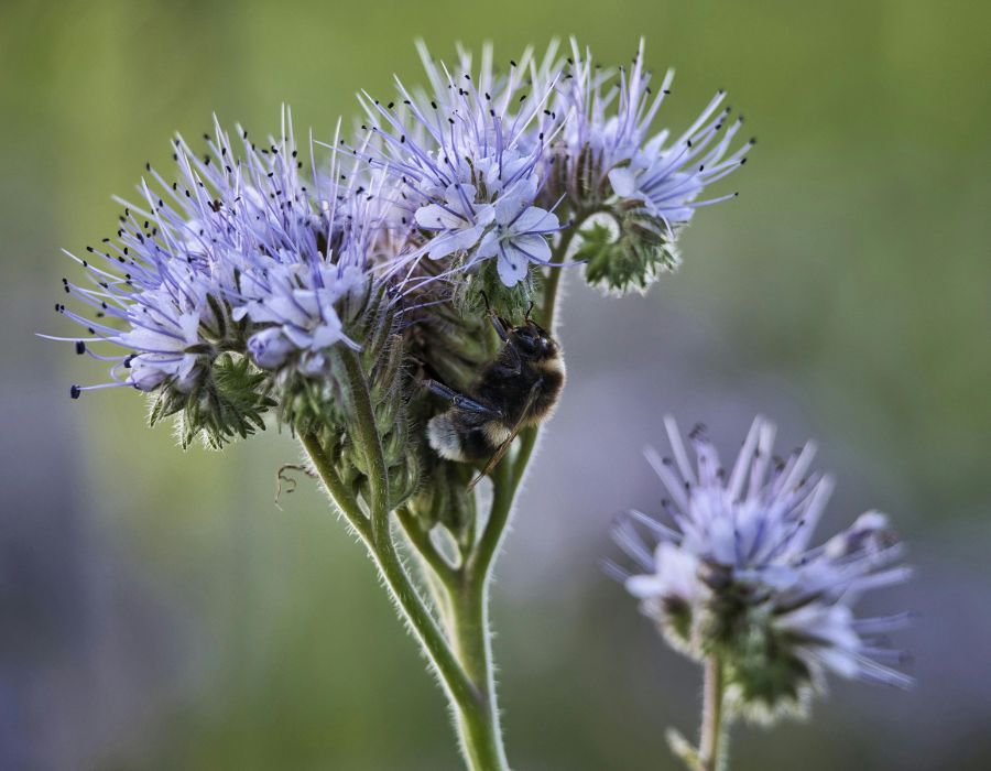 HOWTARK Phacelia
