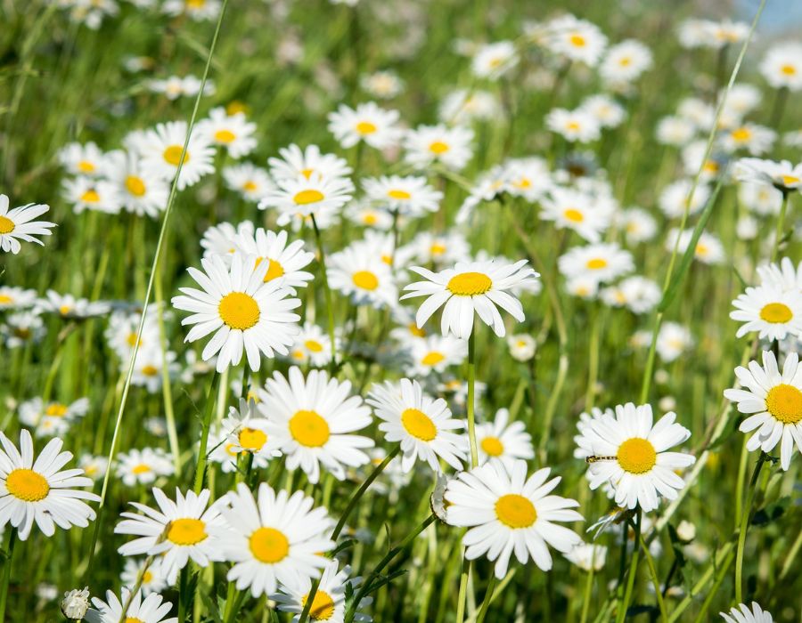 HOWTARK_Gänseblümchen