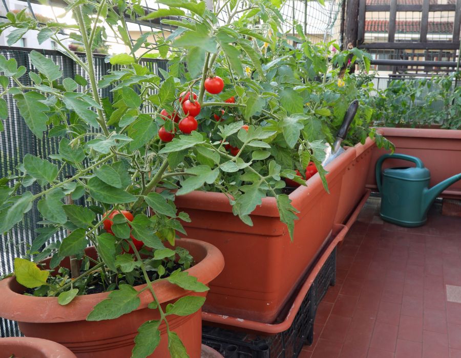 HOWTARK Autark leben für Anfänger Gemüse auf Balkon pflanzen