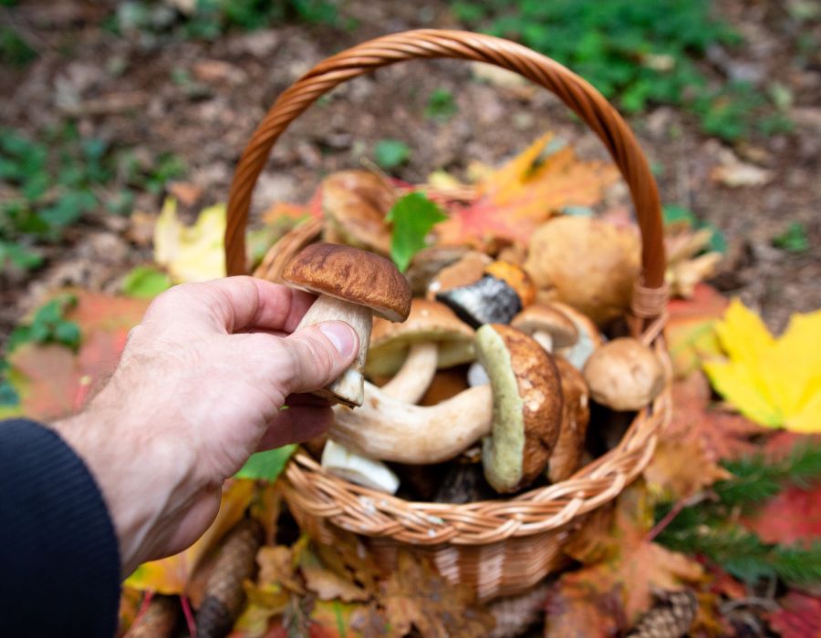 HOWTARK Autark leben für Anfänger Pilze sammeln
