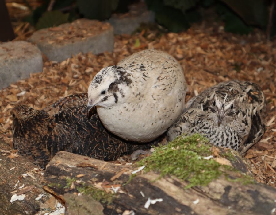 HOWTARK Japanische Legewachteln