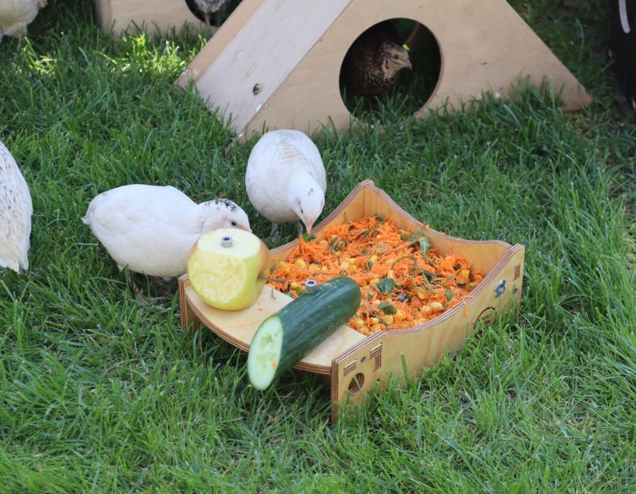 HOWTARK Legewachteln Frischfutter