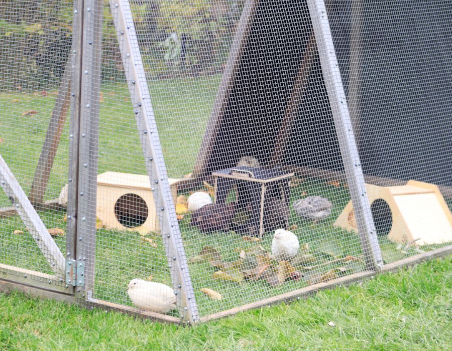 HOWTARK Legewachteln Gehege