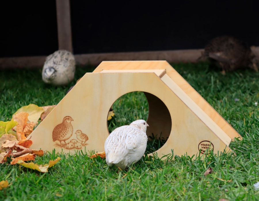 HOWTARK Legewachteln Häuschen