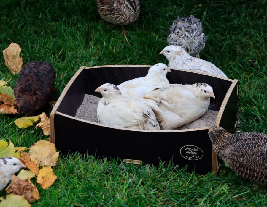 HOWTARK Legewachteln Sandbad