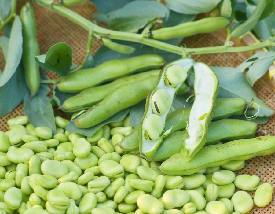 HOWTARK Wintergemüse November Ackerbohne