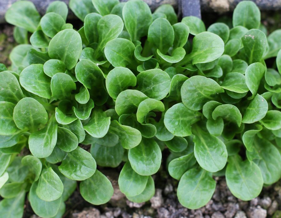 HOWTARK Wintergemüse November Feldsalat Rapunzel