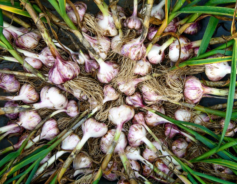 HOWTARK Wintergemüse November Knoblauch