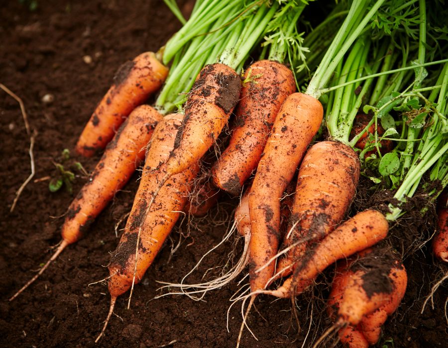 HOWTARK Wintergemüse November Mohrrüben
