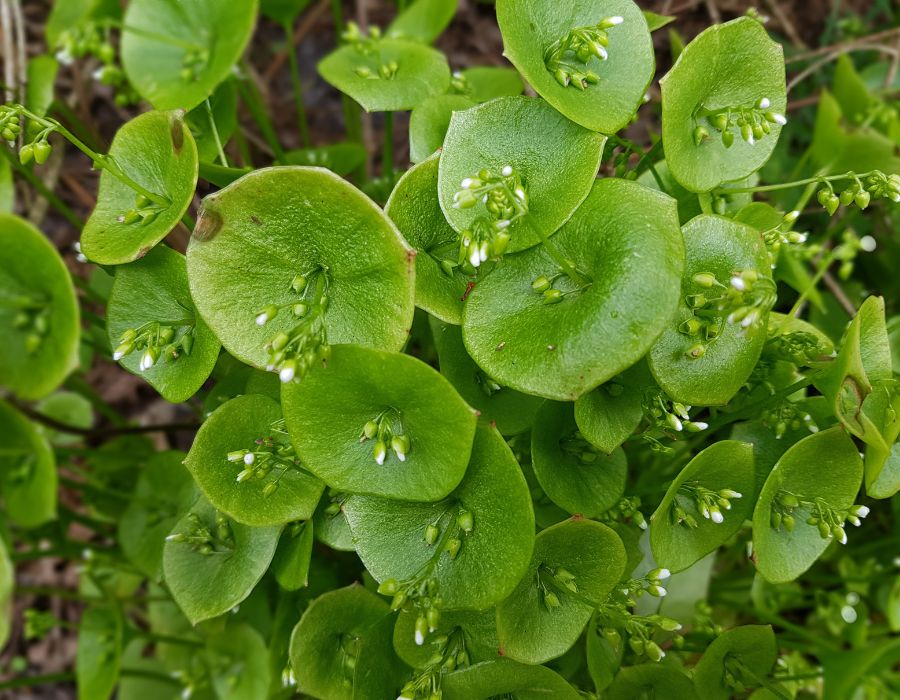 HOWTARK Wintergemüse November Portulak