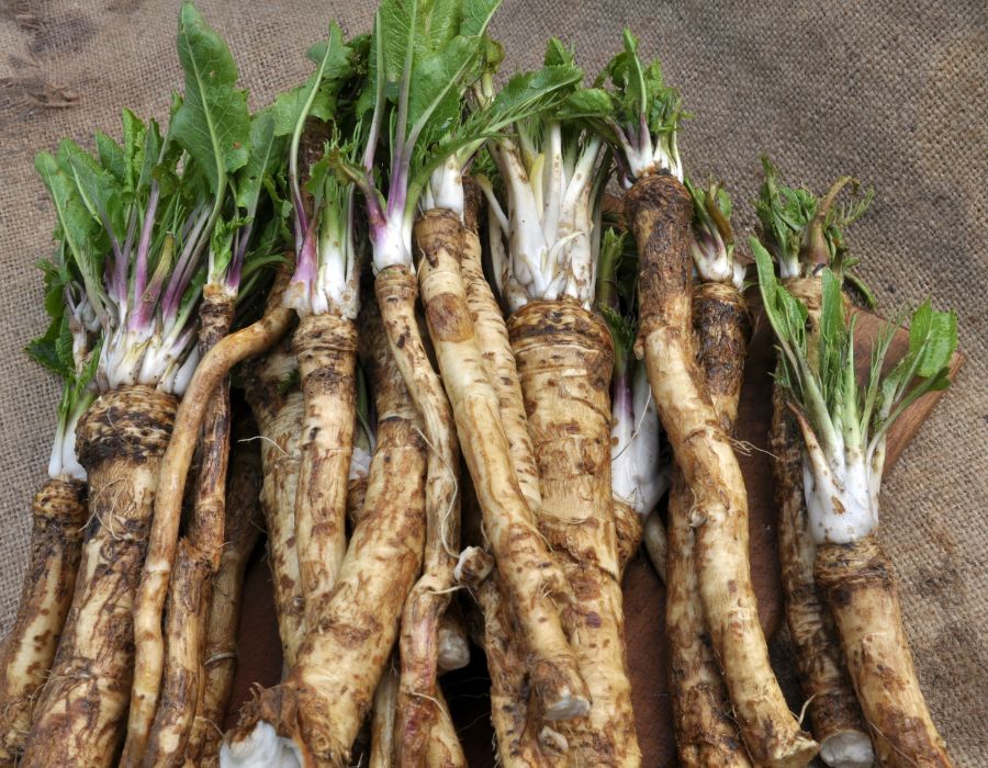 HOWTARK Wintergemüse November Schwarzwurzel