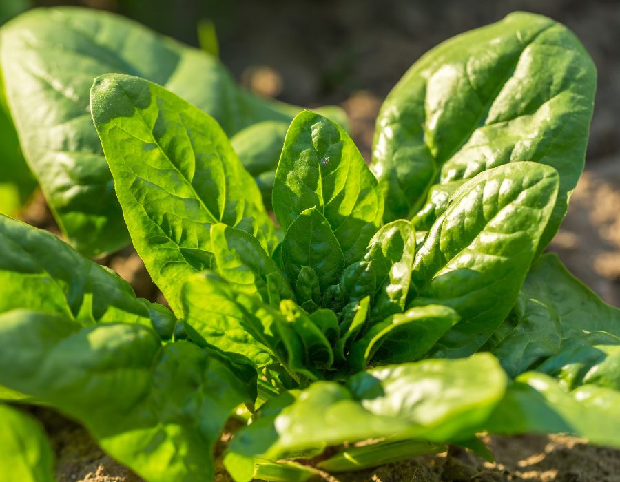 HOWTARK Wintergemüse November Spinat