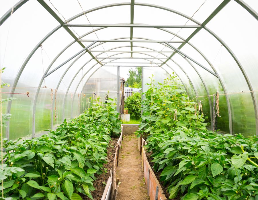 HOWTARK Wintergemüse im Gewächshaus